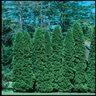 Thuja Occidentalis American Pillar Portfolio Arborvitae