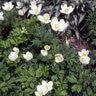 Anemone Sylvestris Snowdrop Windflower