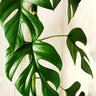Rhaphidophora Tetrasperma Monstera Minima