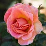 Rosa Floribunda Easy Does It Rose