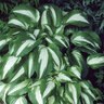 Hosta Night Before Christmas Plantain Lily