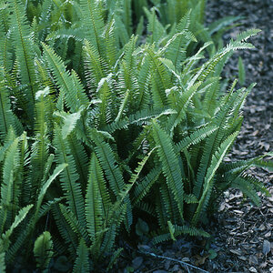 Dryopteris Ludoviciana Southern Wood Fern