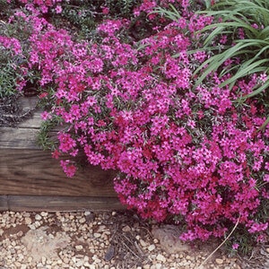 Phlox Subulata Scarlet Flame Creeping Phlox