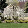 Prunus Subhirtella Snow Fountains Weeping Higan Cherry 10 gal. Container