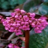 Bergenia Cordifolia Rotblum Red Beauty Pigsqueak