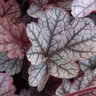 Heuchera X Silver Scrolls Coral Bells