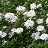 Iberis Sempervirens Purity Candytuft