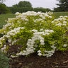Spiraea X Vanhouttei Levgold Firegold Spirea