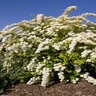 Spiraea X Vanhouttei Levgold Firegold Spirea