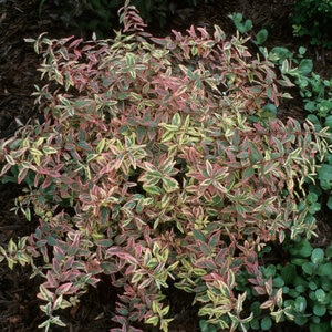 Hypericum X Moserianum Tricolor St. Johns Wort