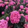 Hydrangea Macrophylla After Midnight Big Leaf Hydrangea