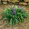 Liriope Muscari Royal Purple Lilyturf