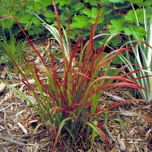 Imperata Cylindrica Red Baron Japanese Blood Grass