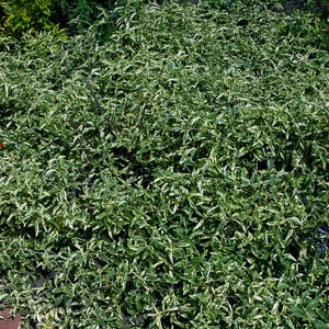 Alternanthera Ficoidea Josephs Coat
