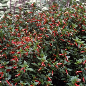 Cuphea David Verity Large Firecracker Plant