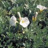 Convolvulus Cneorum Shrubby Bindweed