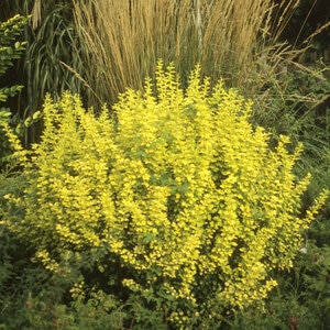 Berberis Thunbergii Aurea Golden Japanese Barberry