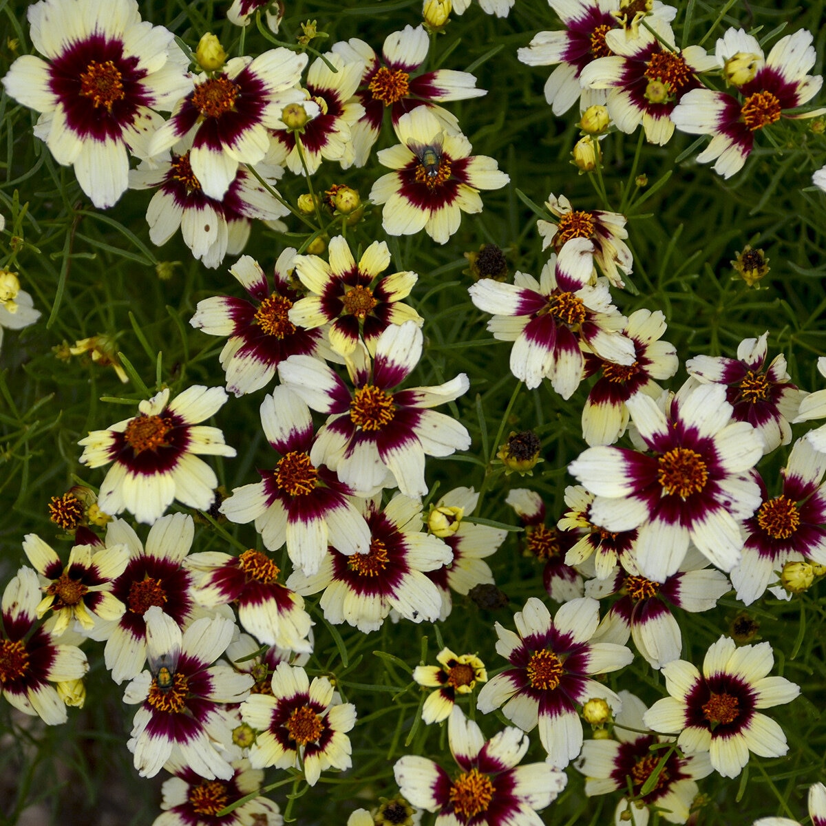 Anacis (Coreopsis) verticillata Sizzle & Spice Red Hot Vanilla ...
