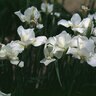 Iris Sibirica White Swirl Siberian Iris