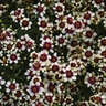 Coreopsis Verticillata Sizzle & Spice Red Hot Vanilla Threadleaf Tickseed