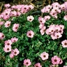 Geranium Cinereum Ballerina Cranesbill
