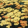 Achillea Millefolium Terracotta Yarrow