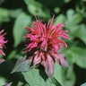 Monarda Raspberry Wine Bee Balm