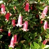 Correa Pulchella Pink Flamingo Australian Fuchsia 5 gal. Container