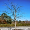 Gymnocladus Dioica Kentucky Coffeetree 2.75 in. Caliper Ball and Burlap