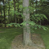 Gymnocladus Dioica Kentucky Coffeetree 2.75 in. Caliper Ball and Burlap