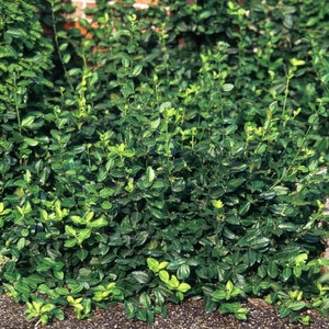 Euonymus Fortunei Coloratus Wintercreeper