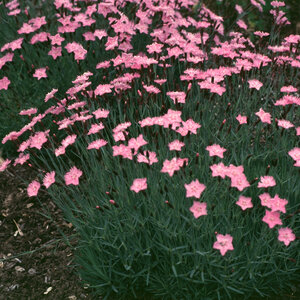 Dianthus Gratianopolitanus Baths Pink Pinks