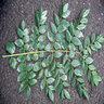 Gymnocladus Dioica Kentucky Coffeetree 2.75 in. Caliper Ball and Burlap