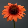 Echinacea X Sombrero Flamenco Orange Coneflower