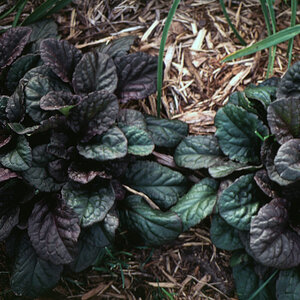 Ajuga Reptans Catlins Giant Bugleweed