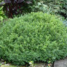 Buxus X Emerald Knoll Boxwood