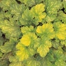 Heuchera X Dolce Key Lime Pie Coral Bells