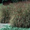 Panicum Virgatum Haense Herms Switch Grass