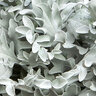 Centaurea Ragusina Snowy Owl Dusty Miller