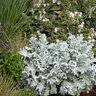 Centaurea Ragusina Snowy Owl Dusty Miller