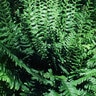 Dryopteris Marginalis Wood Fern