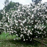 Hibiscus Syriacus White Rose of Sharon
