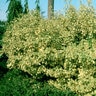 Elaeagnus X Ebbingei Gilt Edge Oleaster