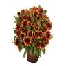 Gaillardia Aristata SpinTop Orange Halo Blanket Flower
