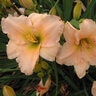 Hemerocallis X Fairy Tale Pink Daylily