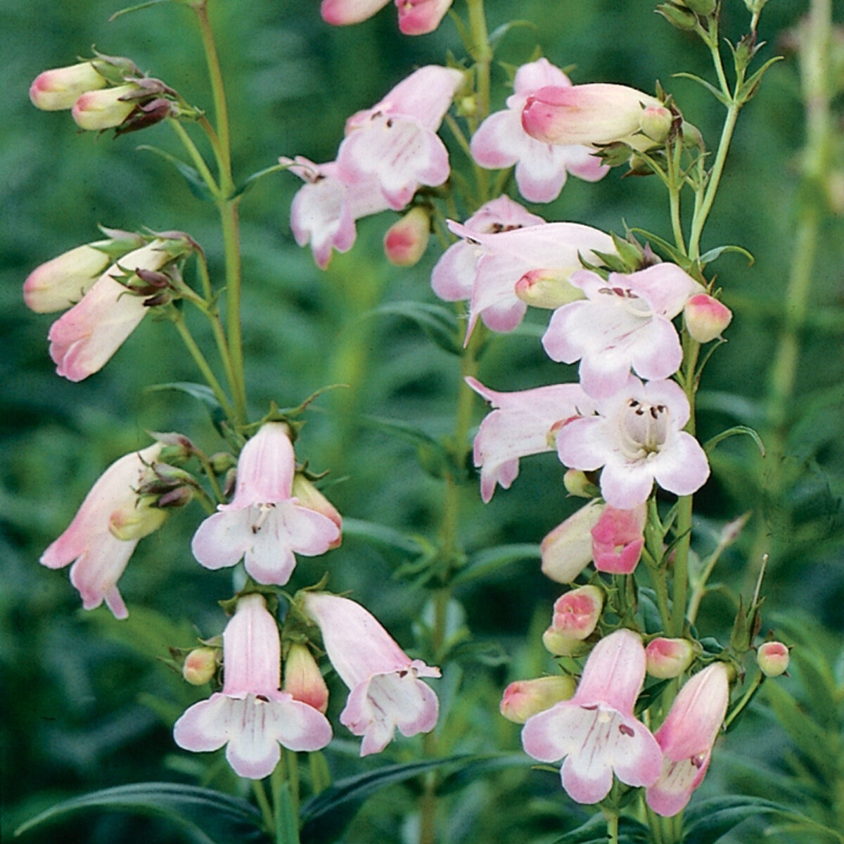 penstemon-x-apple-blossom-beardtongue-siteone-us