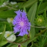 Stokesia Laevis Blue Danube Stokes Aster