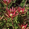 Leucadendron Safari Sunset Conebush