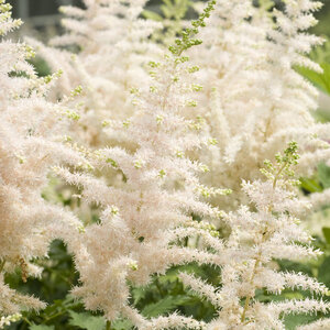 Astilbe Chinensis Milk And Honey Chinse Astilbe