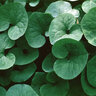 Asarum Canadense Wild Ginger